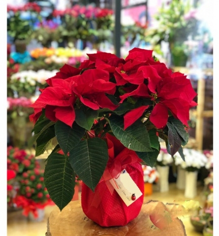 Atatürk Çiçeği ( Poinsettia )