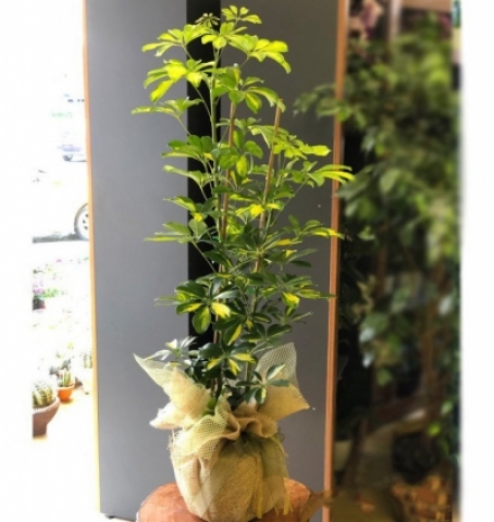Şeflera (Schefflera)