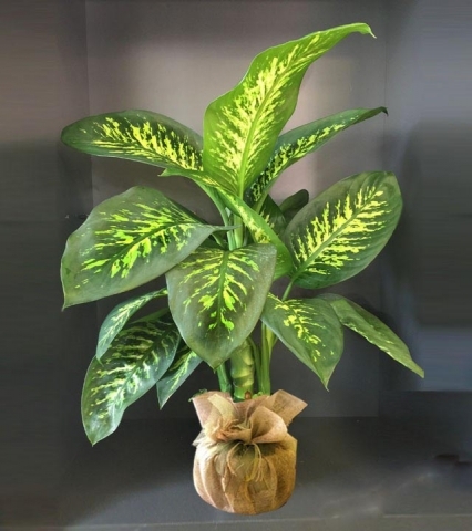 Dieffenbachia (Difenbahya)